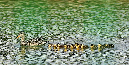 《糖豆人：终极淘汰赛》一周年 官方发布周年庆装饰